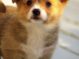 比特犬4个月：健康成长的关键时期
