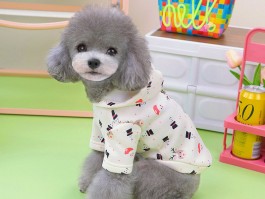 怎么知道猫咪快生了 - 宠物医生专业指南