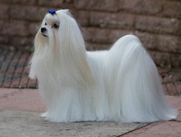 狗狗犯二：揭秘宠物犬的趣味行为