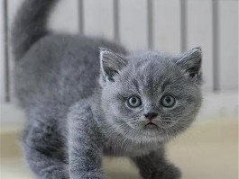 猫咪肾石通：守护猫咪健康的秘密武器
