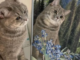 猫咪胰腺炎能自己好吗？——揭开真相的宠物健康指南