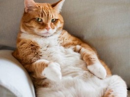 猫咪肛门总有残留的屎：原因与解决方法