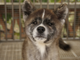 一个月狗狗牙齿照片：了解幼犬口腔健康
