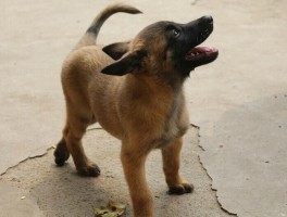 狗狗老是发抖：原因和解决方案