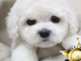 狗狗拉稀喝：如何正确应对宠物腹泻问题