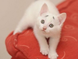 二个月小蓝猫怎么养：新手养猫攻略