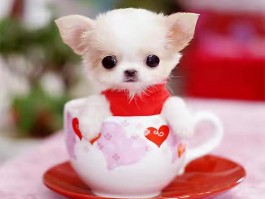金毛几个月开始掉毛：了解金毛犬掉毛周期与护理方法