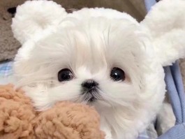 猫咪难产怎么办：宠物医生的急救指南