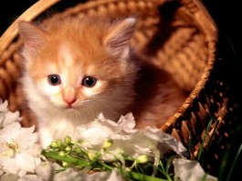 猫咪伤口痒：原因、处理方法及预防措施