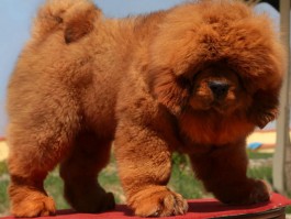 两个月的小猫怎么驱虫：为幼猫健康护航