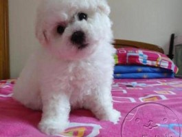 狗狗血糖正常值：了解宠物的健康指标