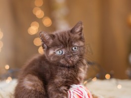 猫咪玩水果：探索猫咪与水果的趣味互动