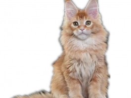 一个月小猫一直叫：原因分析与应对策略
