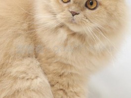 猫摔死是什么原因