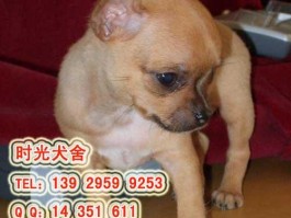 猫咪脸肿了怎么办：常见原因与应对措施