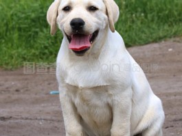马犬几个月训练最好：掌握最佳训练时期