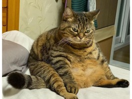 猫咪肉垫发黑：原因、诊断与治疗