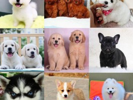 五个月可以吃成犬粮吗？——幼犬饮食指南