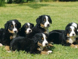 三个月马犬有多大？揭秘幼犬成长的关键期