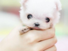 比特犬六个月：成长关键期养护指南