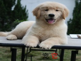 泰迪几个月退牙：宠物医生的详细解答