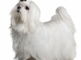 泰迪狗几个月算成年：了解泰迪犬的成长周期