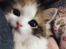 猫咪太热会有什么反应？