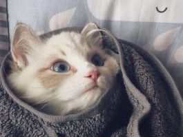 5个月鹿犬：健康成长的关键时期
