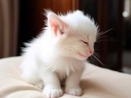 三个月雪纳瑞体重：如何确保健康增长