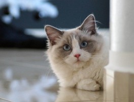 猫咪一天要睡多久