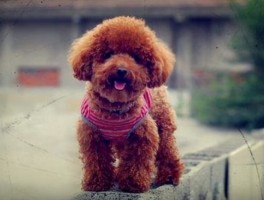 好听的狗狗名字：给你的毛小孩取个独特又响亮的名字