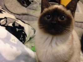 猫咪死了怎么火化：宠物火化指南与情感告别