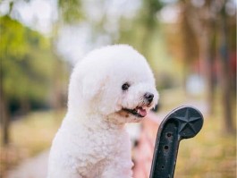 猫跳井什么原因？揭秘猫咪跳井的真相
