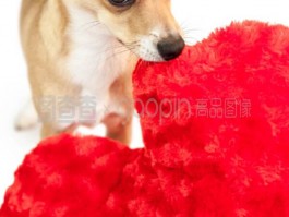 五个月的格力犬：成长与护理指南