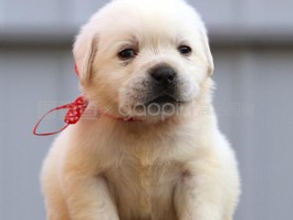 两个月花丹犬多少钱：了解花丹犬价格与购买指南