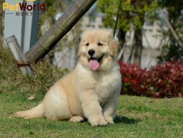 金毛犬4个月有多大？了解幼犬成长的关键阶段