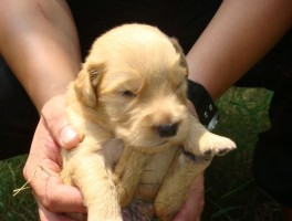 泰迪几个月可以剃毛？——泰迪犬美容指南