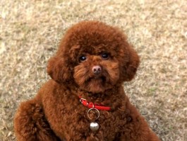 四个月史宾格多少斤？解开幼犬体重之谜