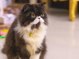 猫烂屁屁什么原因？揭秘猫咪常见病症