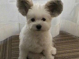 狗狗修剪毛：保持宠物健康与美观的必备技巧