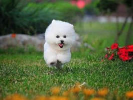 公猫几个月发情：了解猫咪发情周期与应对策略