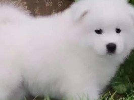 7个月罗威纳：健康成长的关键阶段指南