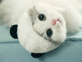 猫抓蛤蟆什么原因？揭秘背后的真相