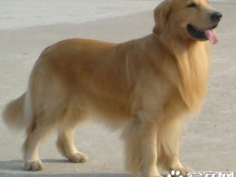 4个月的狗狗吃多少狗粮：幼犬喂养指南