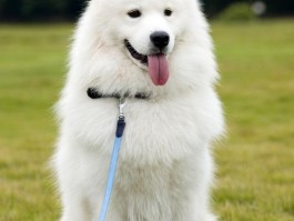 边牧几个月会叫？揭开边境牧羊犬的叫声秘密