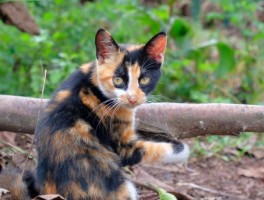 八个月猫咪牙掉了：原因、处理方法及预防措施