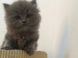 美短几个月成年：探索美国短毛猫的成长奥秘
