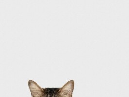 哪种猫咪最温顺最粘人？揭秘猫咪性格之谜