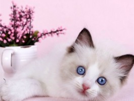 猫咪吐不出毛球怎么办：有效解决毛球问题的方法