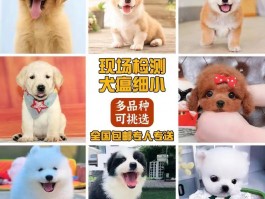 卖狗狗：科学买卖，关爱每一生命